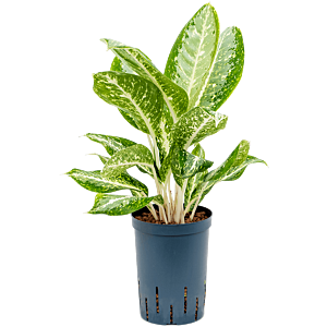Aglaonema 'Milky way'
