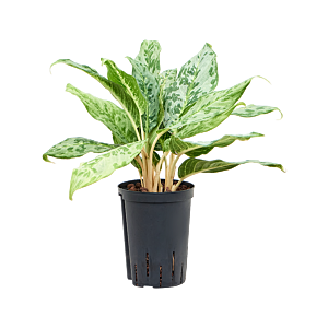 Aglaonema 'Pavo real'