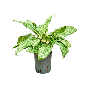 Aglaonema 'Pavo real'