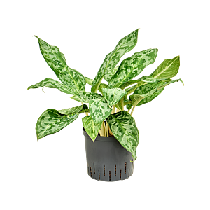 Aglaonema 'Pavo real'