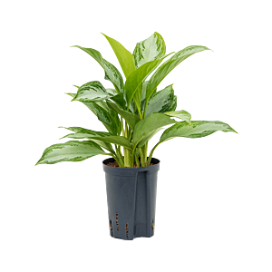 Aglaonema 'Silver Bay'