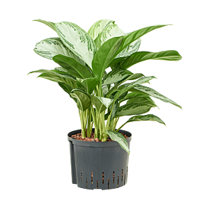 Aglaonema 'Silver Bay'