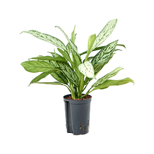 Aglaonema 'Silver King'