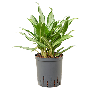 Aglaonema commutatum 'Silver lance'