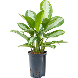 Aglaonema 'Silver Moon'