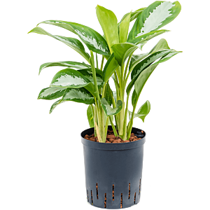 Aglaonema 'Silver Moon'