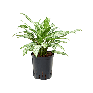 Aglaonema 'Silver Queen'
