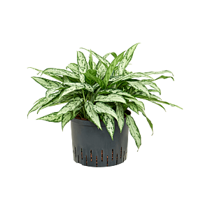 Aglaonema 'Silver Queen'
