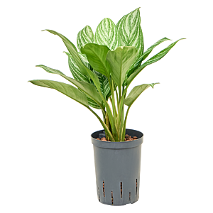 Aglaonema 'Stripes'