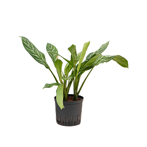 Aglaonema 'Stripes'