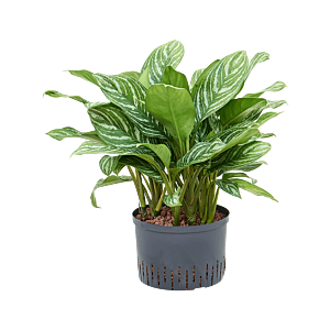 Aglaonema 'Stripes'