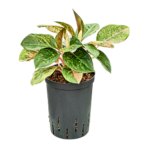 Aglaonema 'White Laksap'