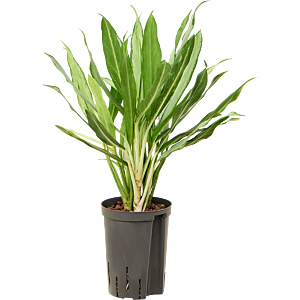 Aglaonema 'White lance'