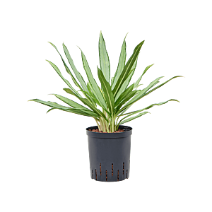 Aglaonema 'White lance'