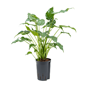 Alocasia cucullata