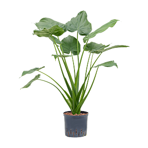 Alocasia cucullata