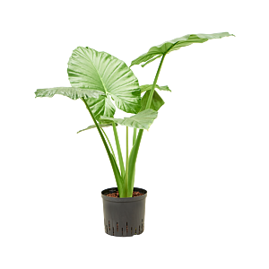 Alocasia macrorrhizos