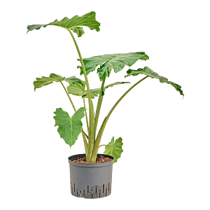 Alocasia 'Portodora'