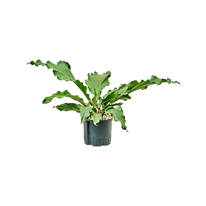 Anthurium (Plowmanii) 'Birdnest'