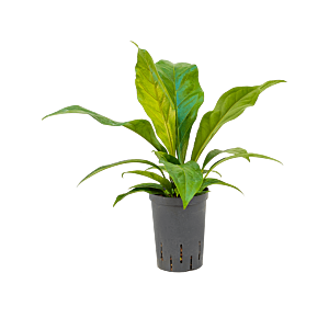 Anthurium ellipticum 'Jungle bush'