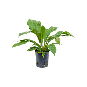 Anthurium ellipticum 'Jungle bush'
