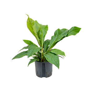 Anthurium elipticum 'Jungle bush'