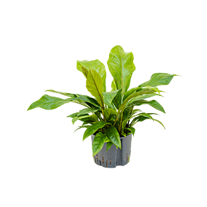 Anthurium elipticum 'Jungle bush'