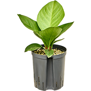 Anthurium 'Jenmanii'