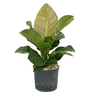 Anthurium 'Jenmanii'