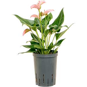 Anthurium andraeanum 'Joli'