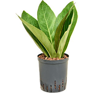 Anthurium elipticum 'Jungle' hybriden