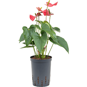 Anthurium andraeanum 'Sierra'