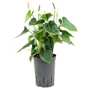 Anthurium andraeanum 'Sierra White'