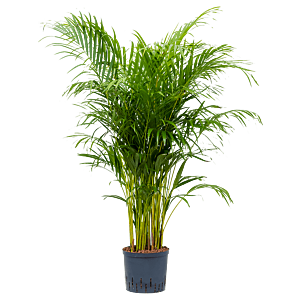 Areca