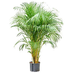 Areca