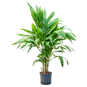 Areca triandra