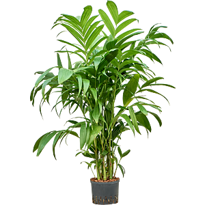 Areca triandra