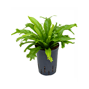 Asplenium antiquum 'Amy'