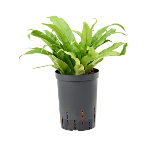 Asplenium antiquum
