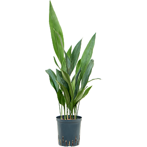 Aspidistra elatior
