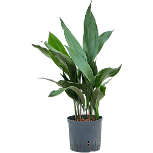 Aspidistra elatior