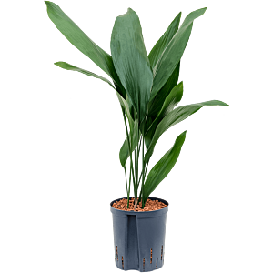 Aspidistra elatior