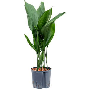 Aspidistra elatior