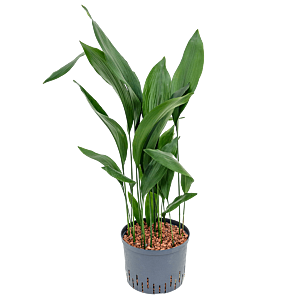Aspidistra elatior