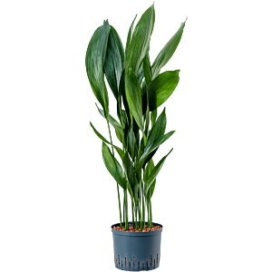 Aspidistra elatior