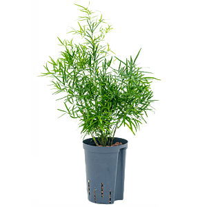 Asparagus falcatus