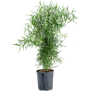 Asparagus falcatus
