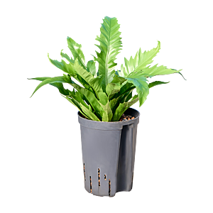 Asplenium antiquum 'Gioia'