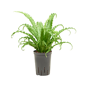Asplenium antiquum 'Osaka'