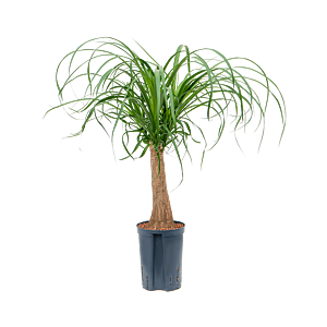 Beaucarnea recurvata